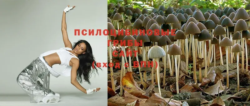 гидра как войти  Асино  Галлюциногенные грибы Magic Shrooms  магазин продажи  